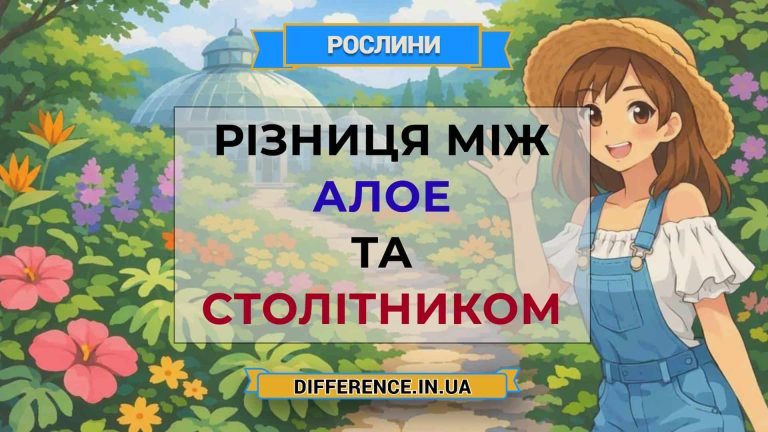 Різниця між алое та столітником