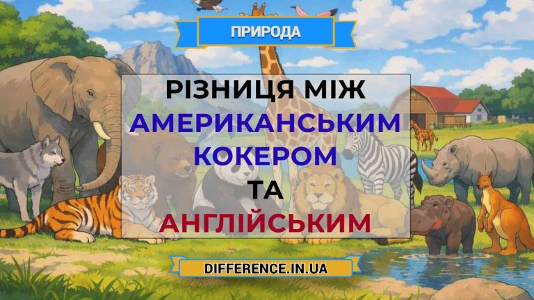 Різниця між американським кокером та англійським