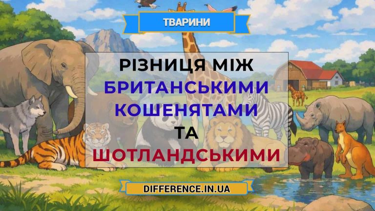 Різниця між британськими кошенятами та шотландськими
