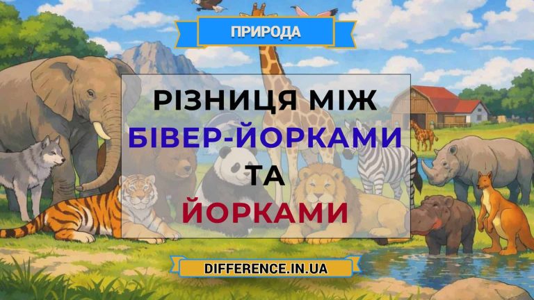 Різниця між бівер-йорками та йорками