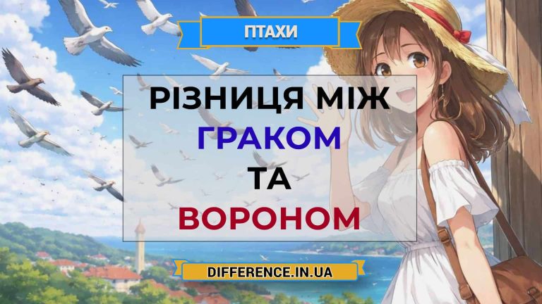Різниця між граком та вороном