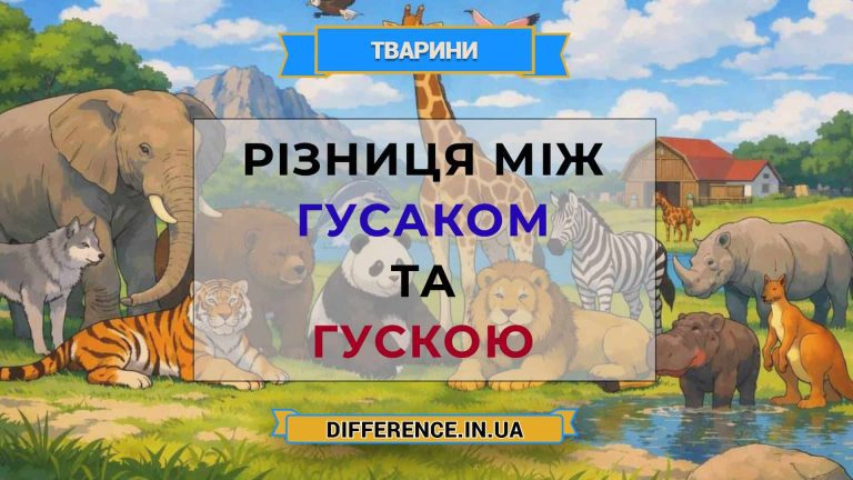 Різниця між гусаком та гускою