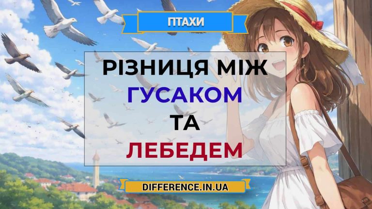 Різниця між гусаком та лебедем