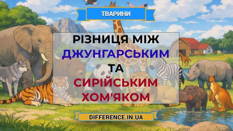 Різниця між джунгарським та сирійським хом'яком