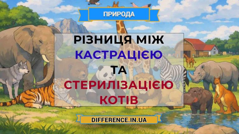 Різниця між кастрацією та стерилізацією котів