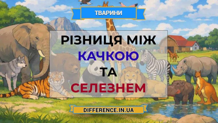 Різниця між качкою та селезнем