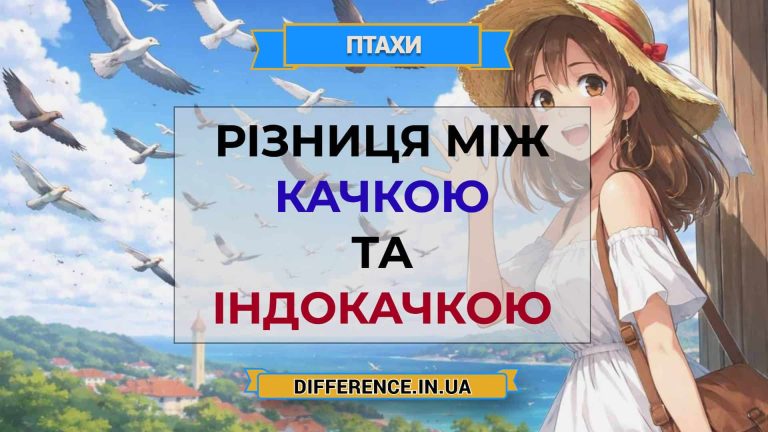 Різниця між качкою та індокачкою