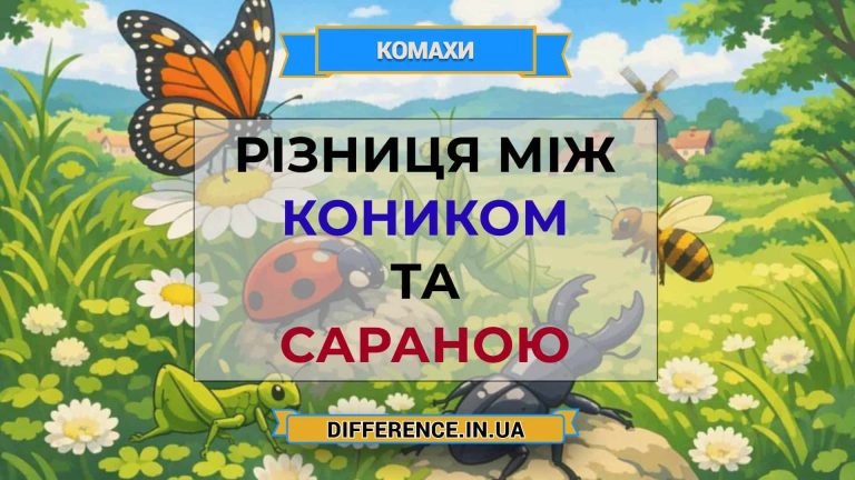 Різниця між коником та сараною