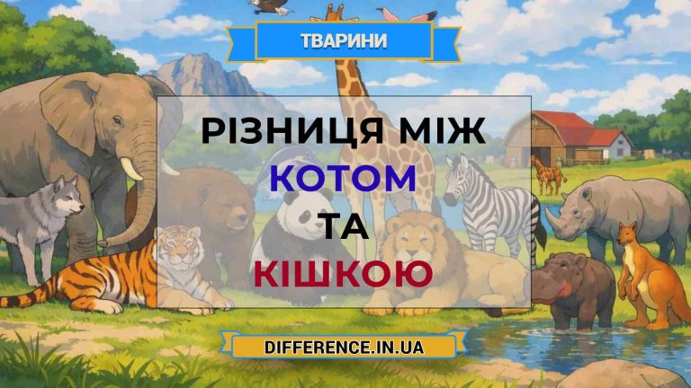 Різниця між котом та кішкою