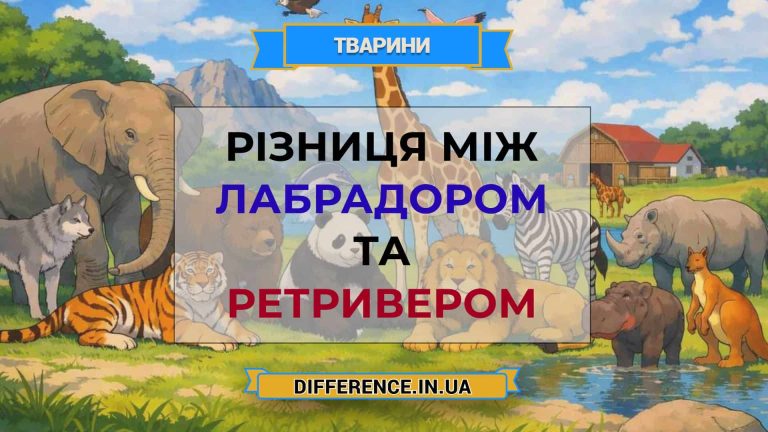 Різниця між лабрадором та ретривером
