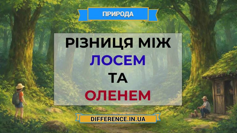 Різниця між лосем та оленем