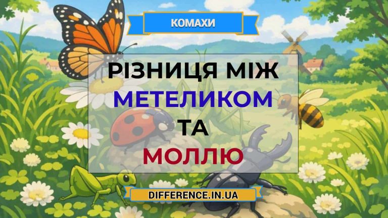 Різниця між метеликом та моллю