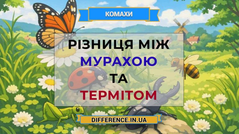 Різниця між мурахою та термітом