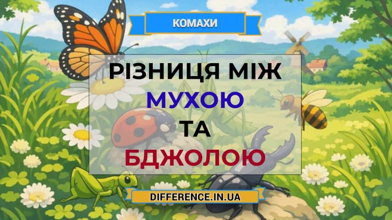Різниця між мухою та бджолою