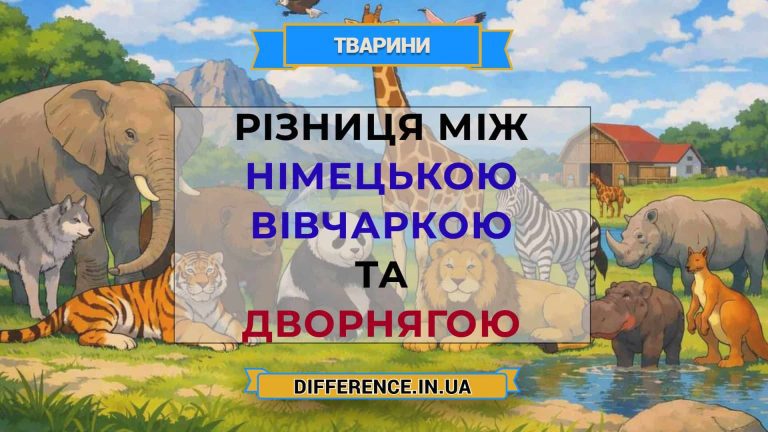 Різниця між німецькою вівчаркою та дворнягою