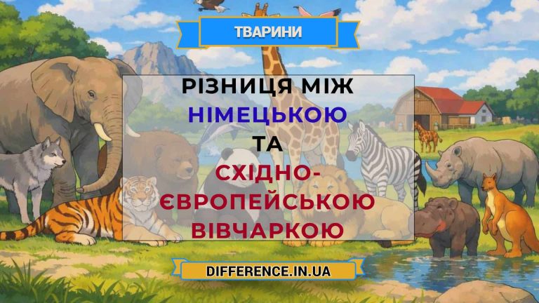 Різниця між німецькою та східно- європейською вівчаркою