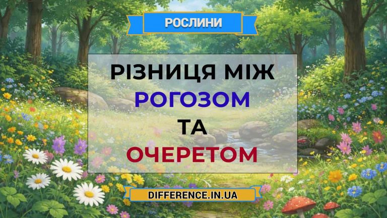 Різниця між рогозом та очеретом