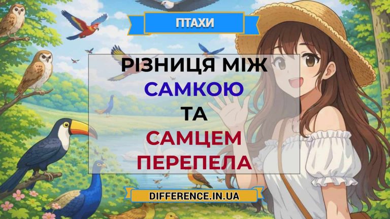 Різниця між самкою та самцем перепела