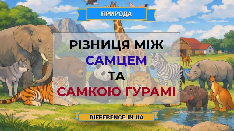 Різниця між самцем та самкою гурамі