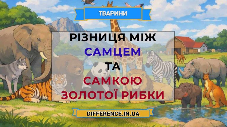 Різниця між самцем та самкою золотої рибки
