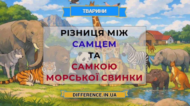 Різниця між самцем та самкою морської свинки