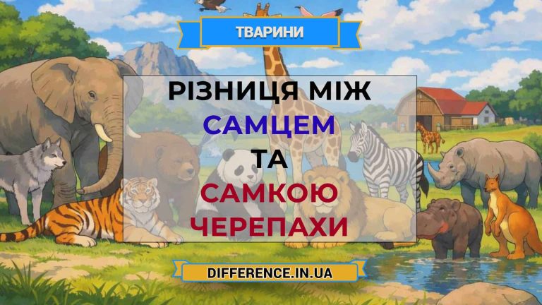 Різниця між самцем та самкою черепахи