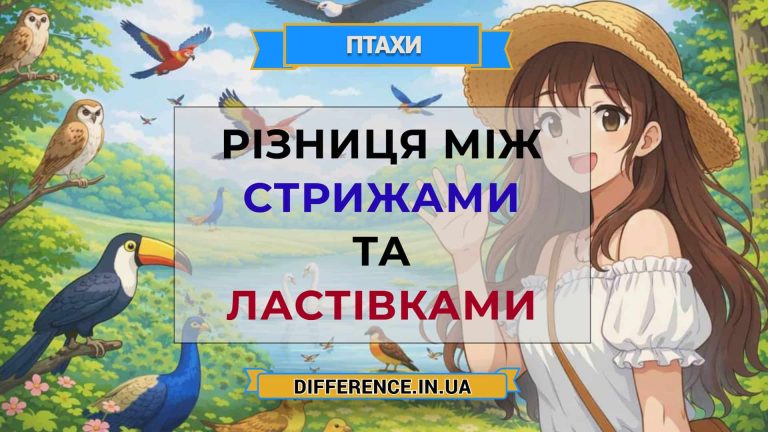 Різниця між стрижами та ластівками