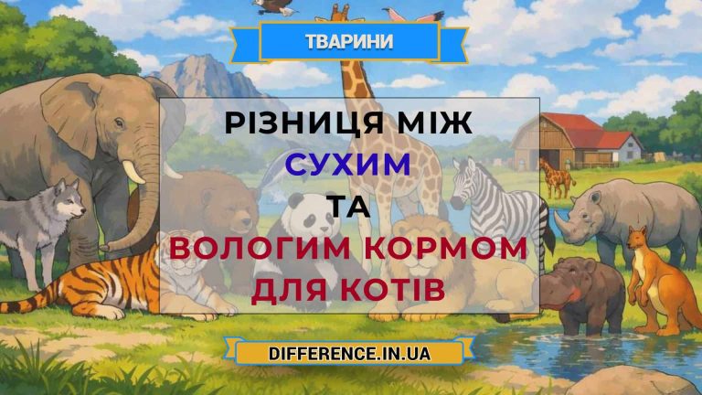 Різниця між сухим та вологим кормом для котів