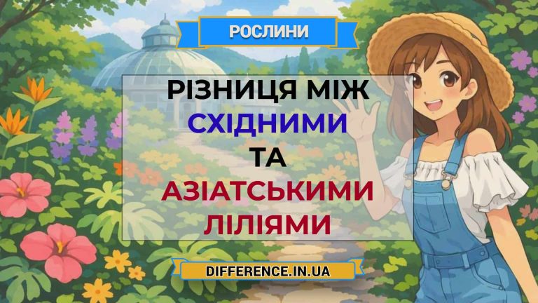 Різниця між східними та азіатськими ліліями