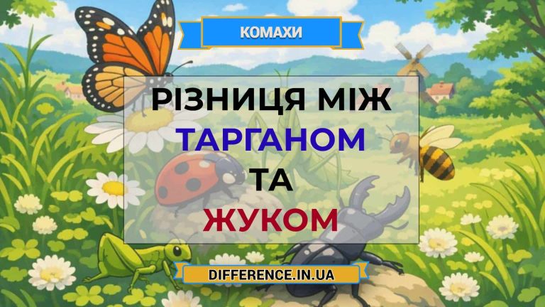 Різниця між тарганом та жуком