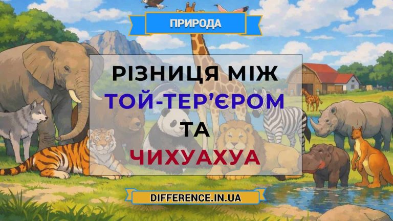 Різниця між той-тер’єром та чихуахуа