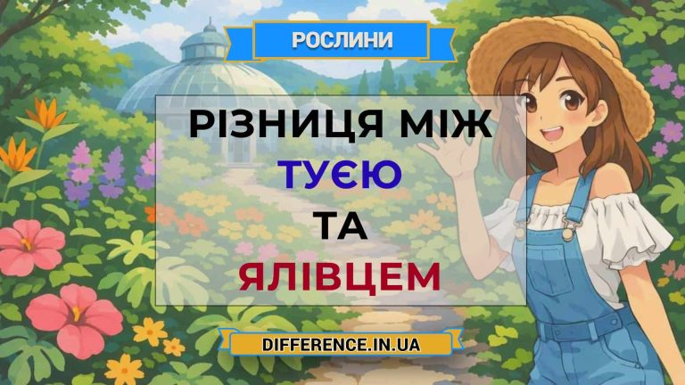 Різниця між туєю та ялівцем