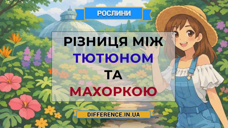 Різниця між тютюном та махоркою