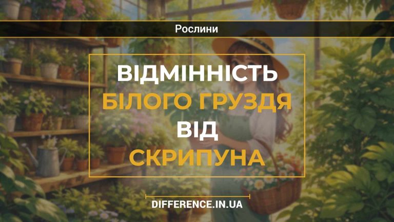 Відмінність білого груздя від скрипуна