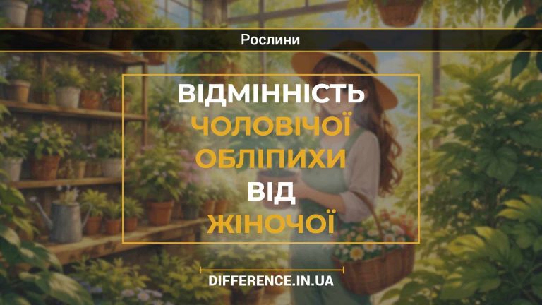 Відмінність чоловічої обліпихи від жіночої