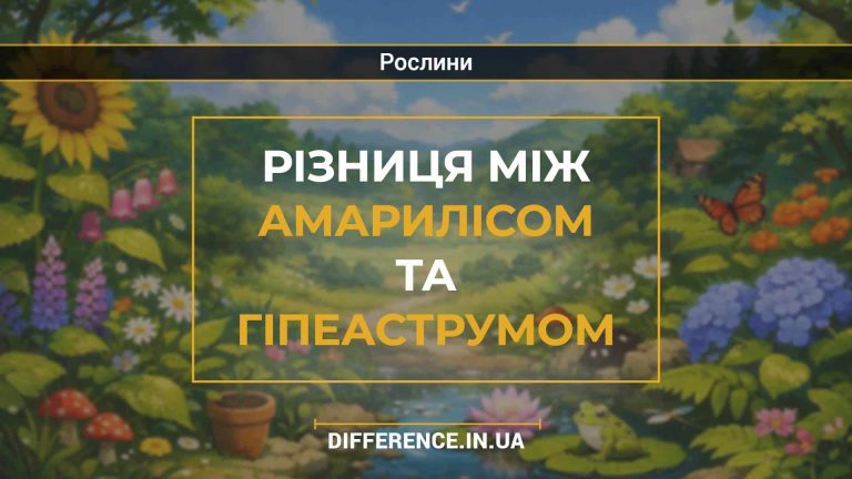 Різниця між амарилісом та гіпеаструмом