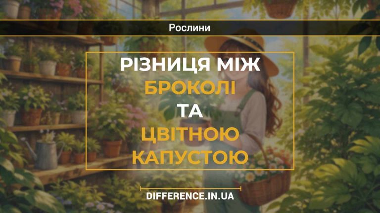 Різниця між броколі та цвітною капустою