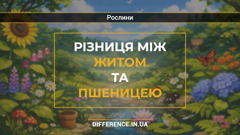 Різниця між житом та пшеницею