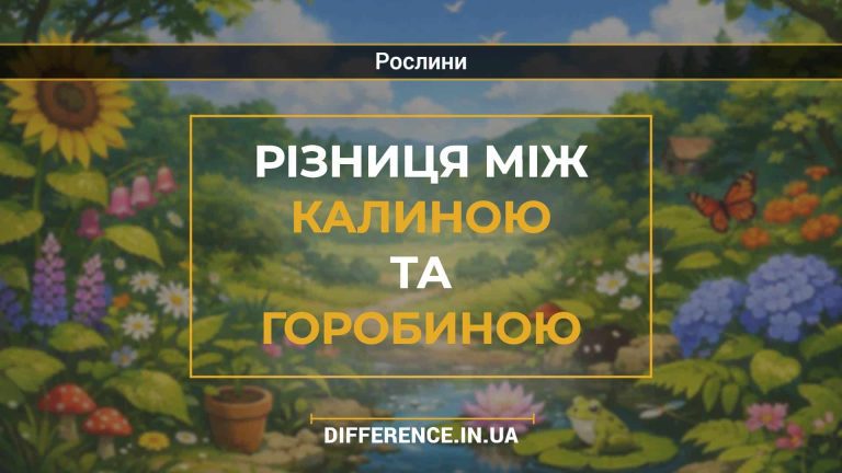 Різниця між калиною та горобиною
