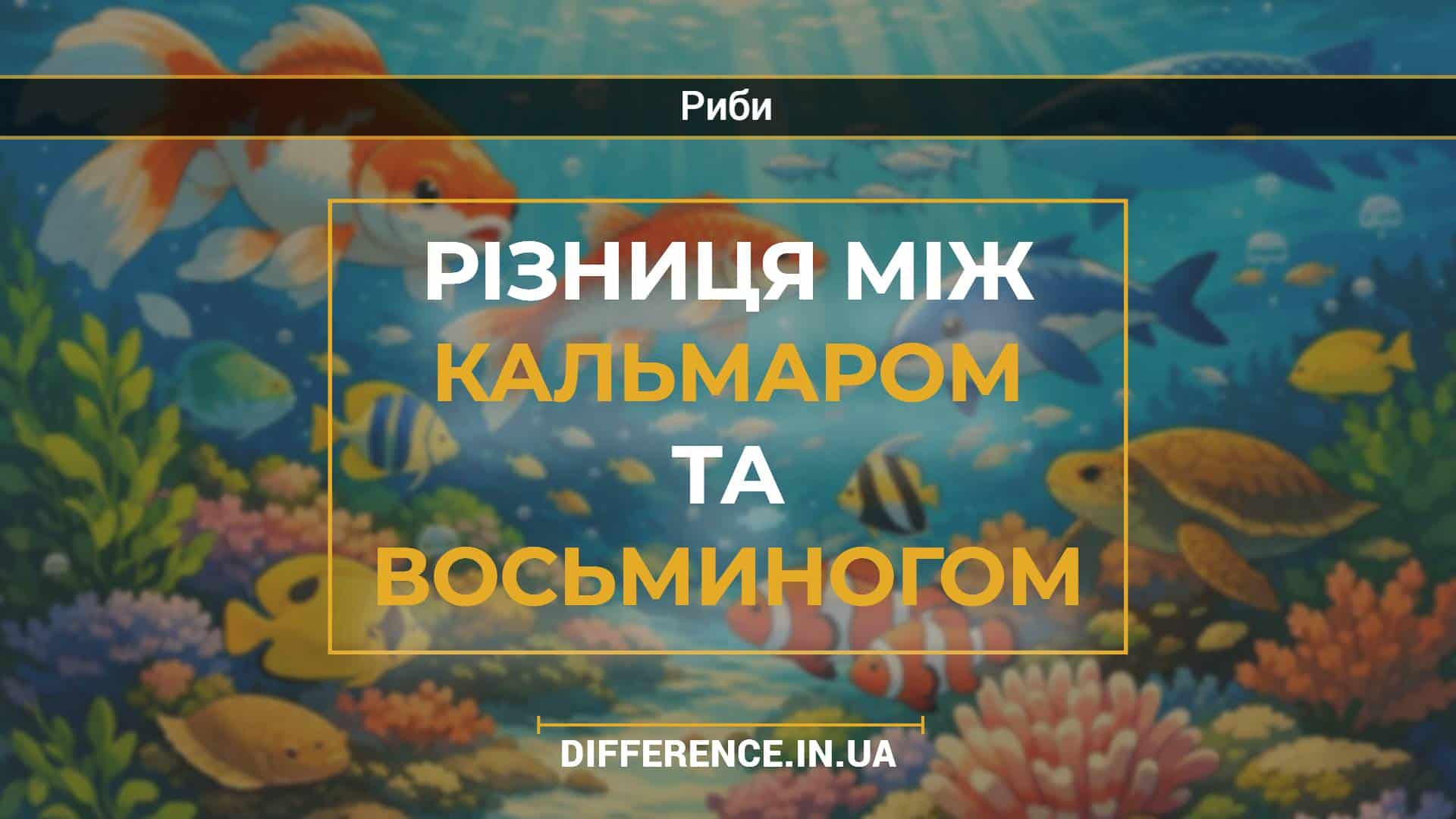 Різниця між кальмаром та восьминогом