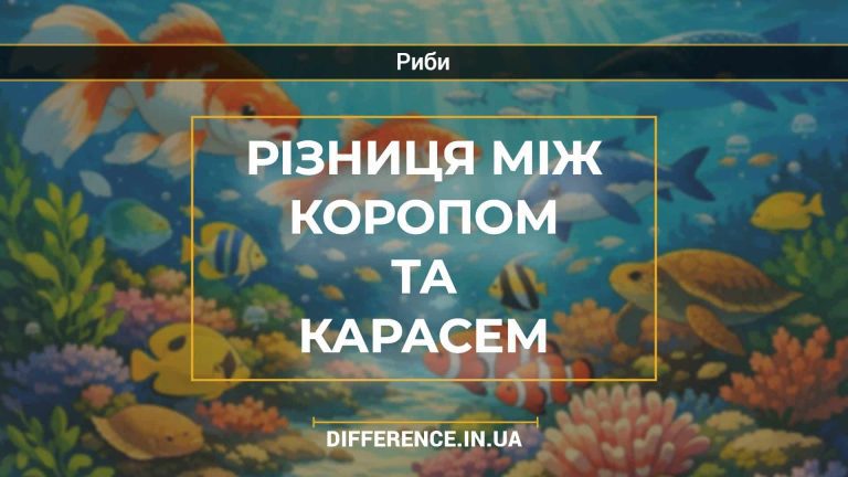 Різниця між коропом та карасем