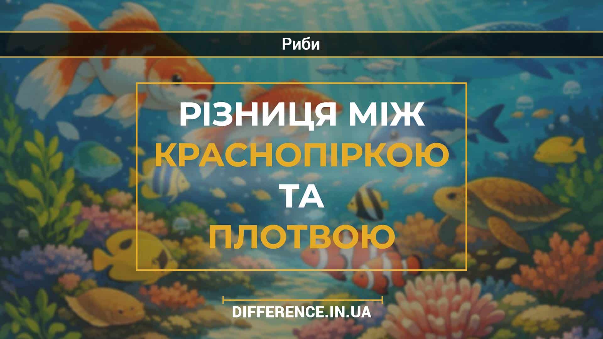Різниця між краснопіркою та плотвою