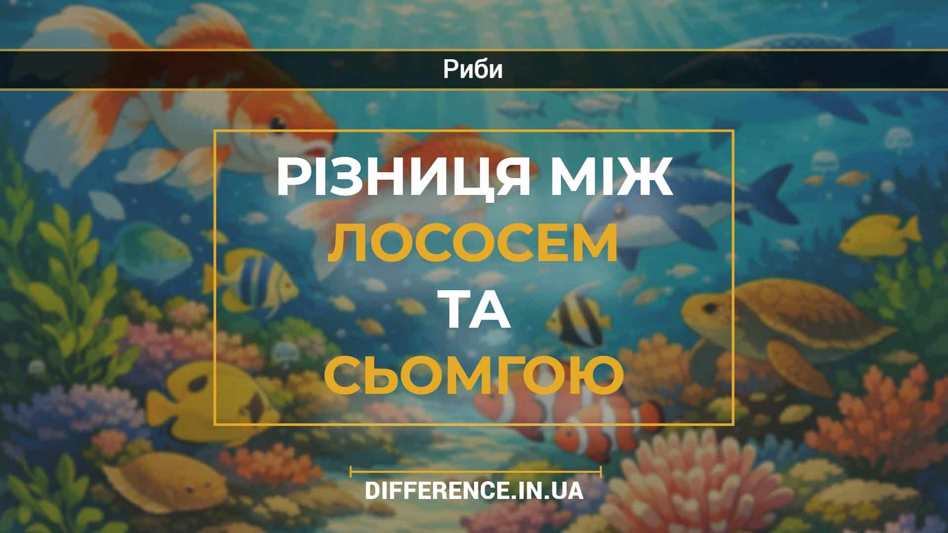 Різниця між лососем та сьомгою