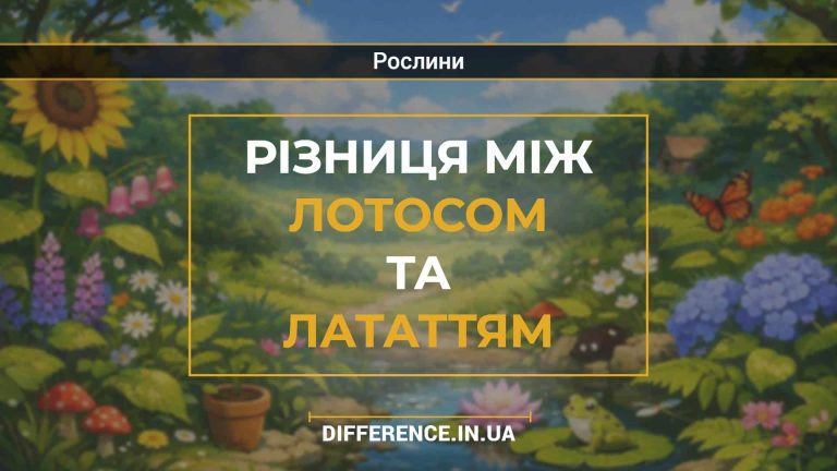 Різниця між лотосом та лататтям