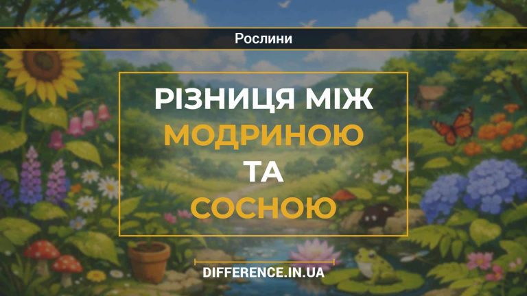 Різниця між модриною та сосною