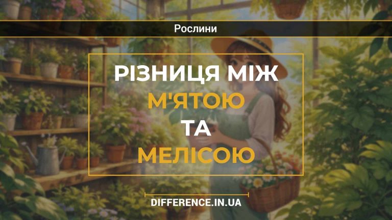 Різниця між м'ятою та мелісою