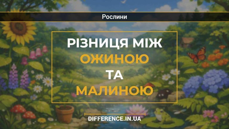 Різниця між ожиною та малиною