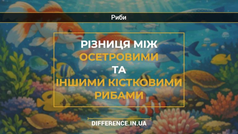 Різниця між осетровими та іншими кістковими рибами