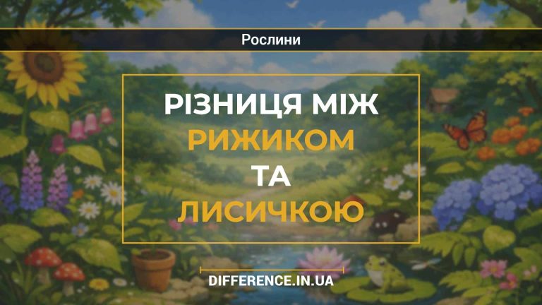 Різниця між рижиком та лисичкою
