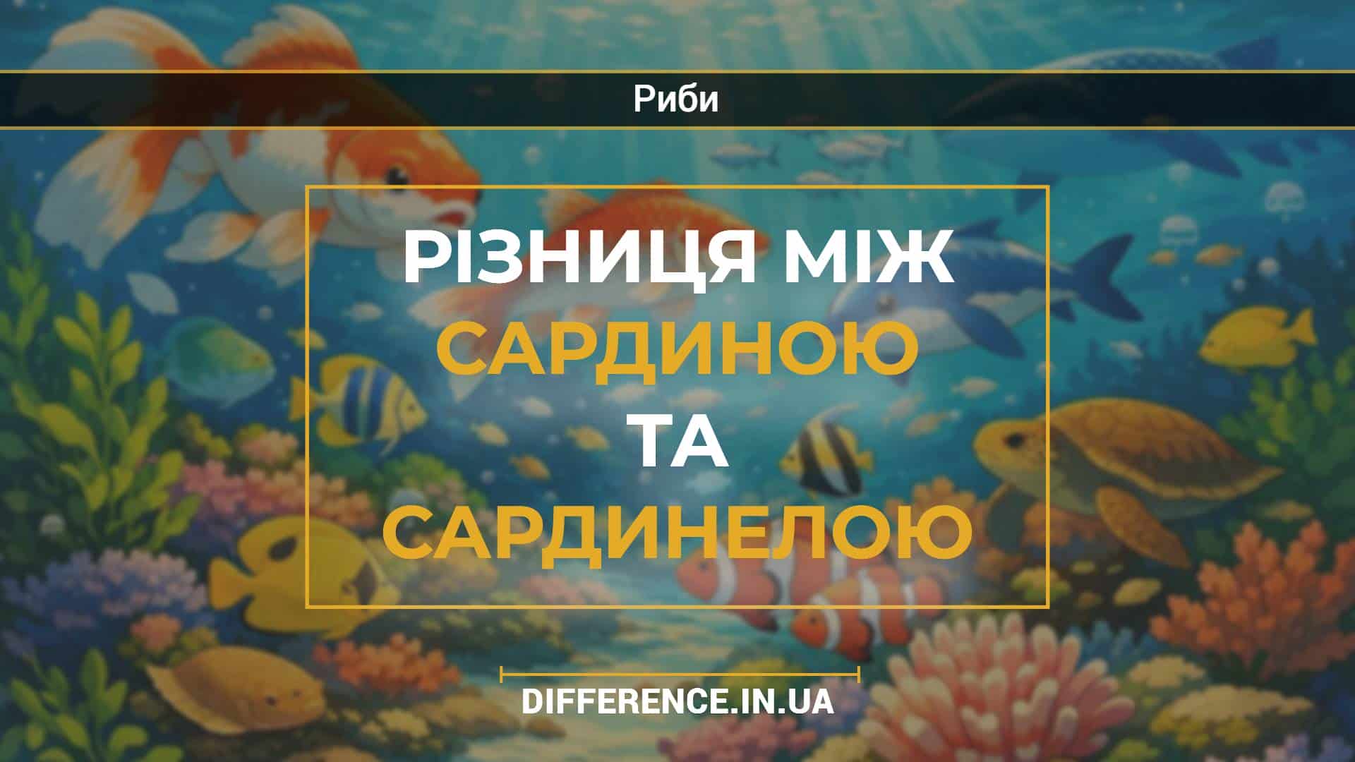 Різниця між сардиною та сардинелою